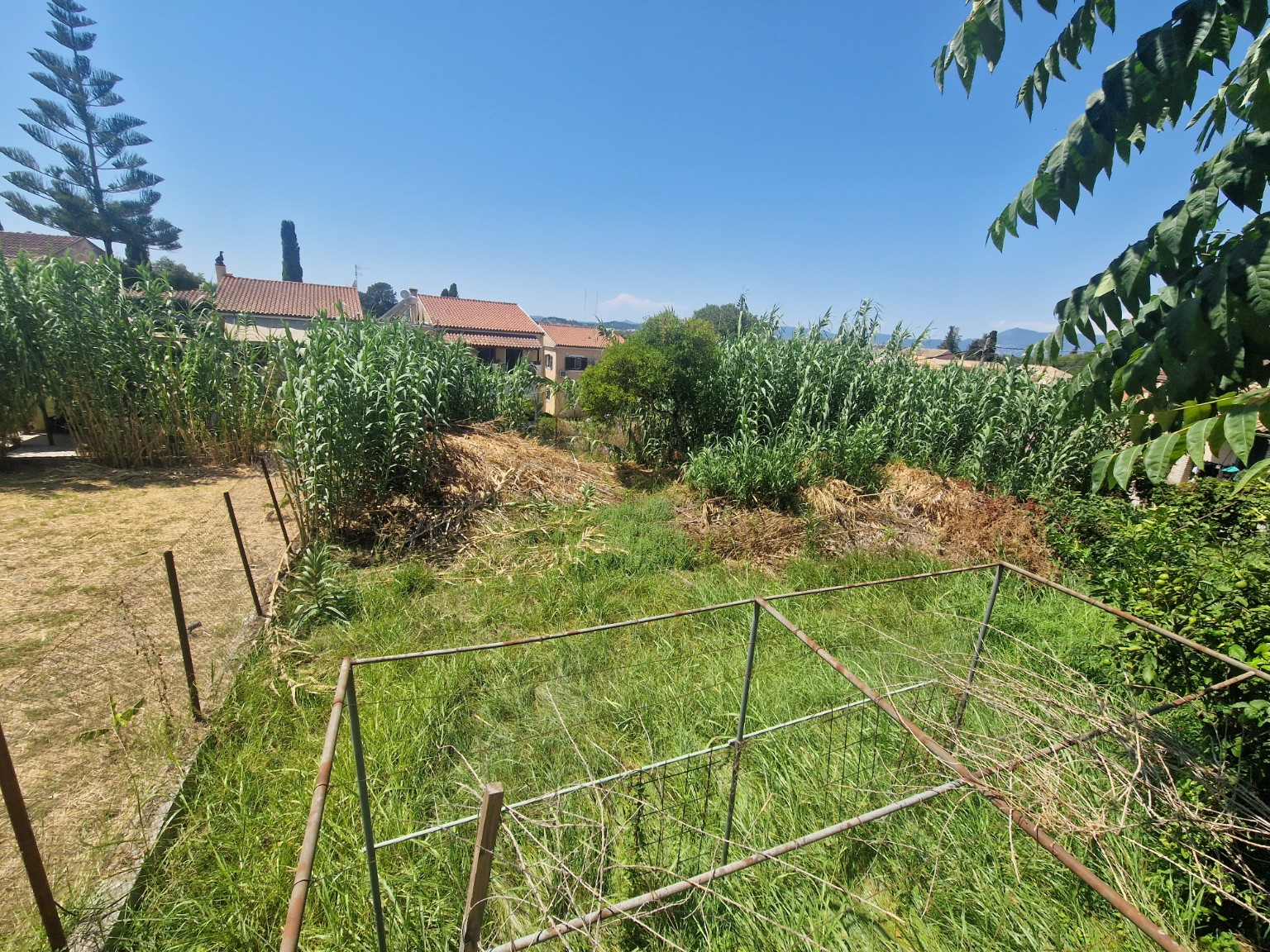Κτήμα με ψηλά καλάμια και πυκνή βλάστηση πριν τον καθαρισμό